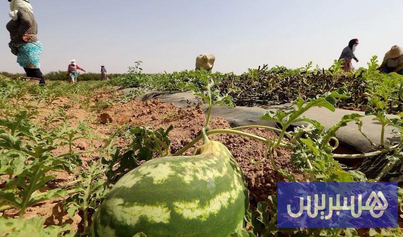 صورة الخبر