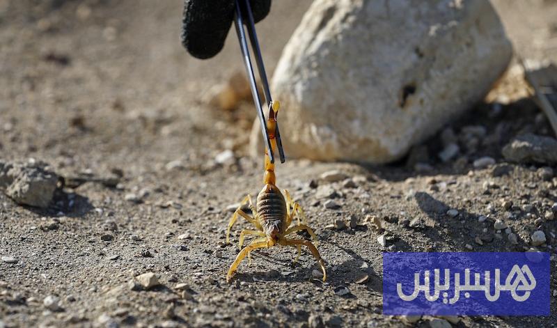 دراسة علمية تتوقع توسع مناطق انتشار عقرب شديد السمية في المغرب دراسة علمية تتوقع توسع مناطق انتشار عقرب شديد السمية في المغرب