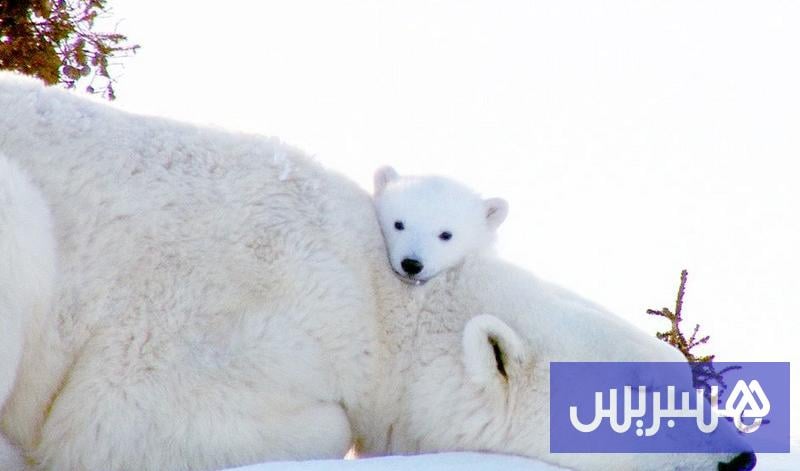 الحياة البرية 23 ours blanc