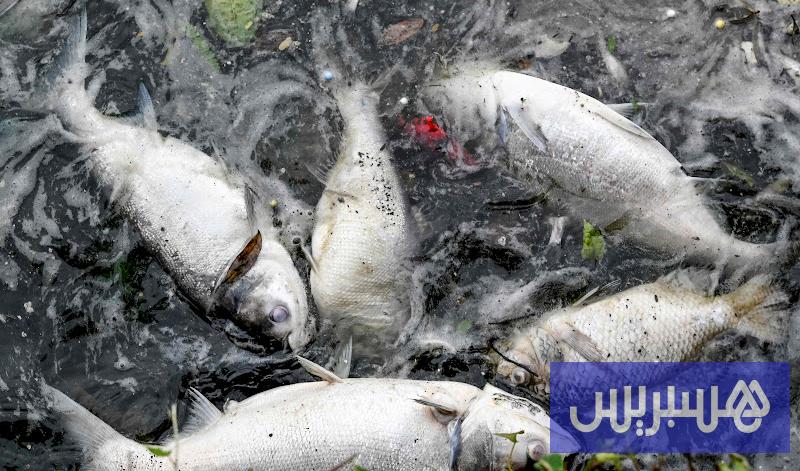 جنوب إفريقيا 12 علماء يدرسون نفوق السردين بفيروس