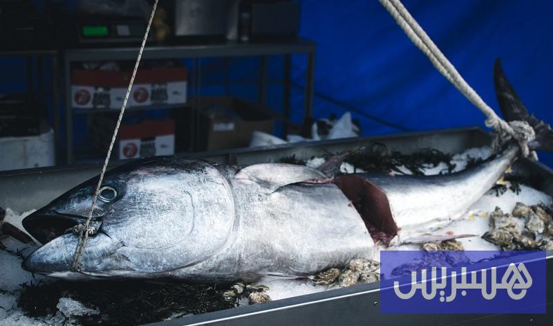 المحيط الهادئ 15 اتفاق يزيد صيد التونة الزرقاء بالمحيط الهادئ