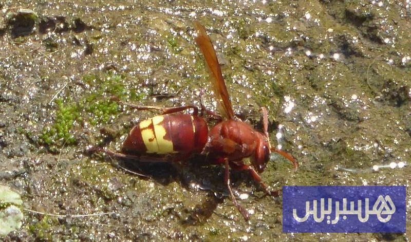 صورة الخبر