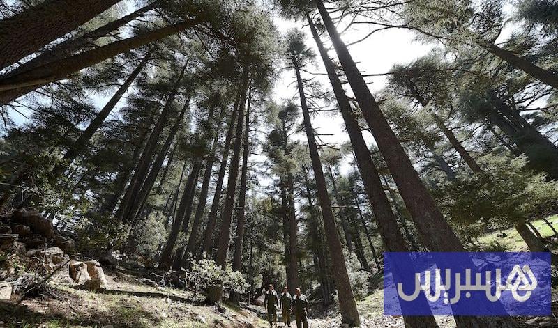 سنوات الجفاف تضع غابات أرز الأطلس أمام تحديات متزايدة في المغرب
