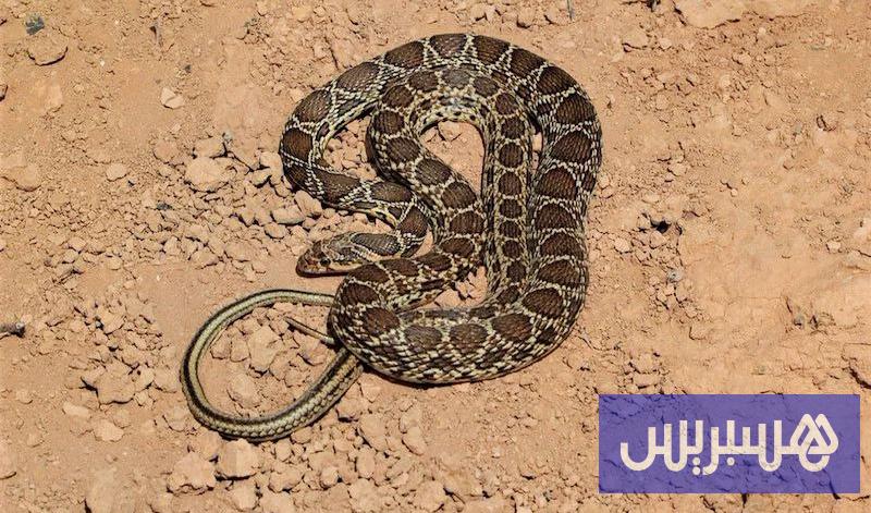 صورة الخبر