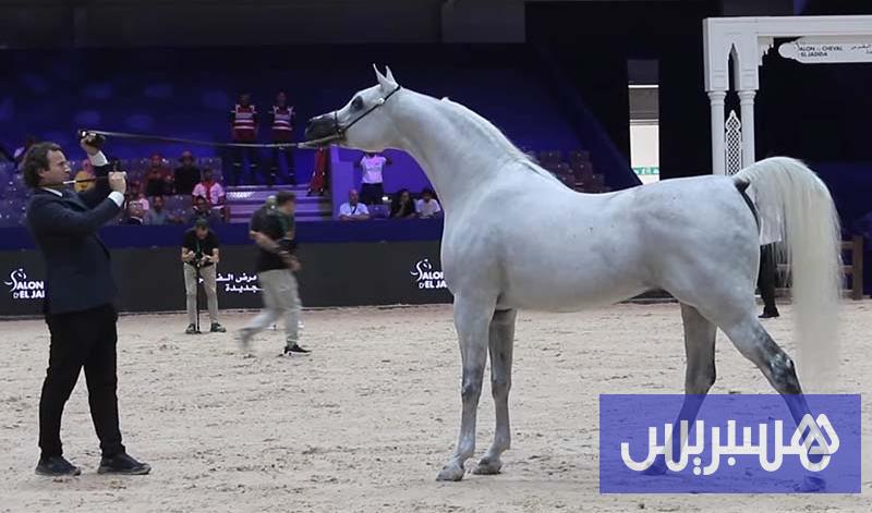 “جمال الخيول العربية”.. تميّز إماراتي عماني وحضور مغربي بالفحول “جمال الخيول العربية”.. تميّز إماراتي عماني وحضور مغربي بالفحول