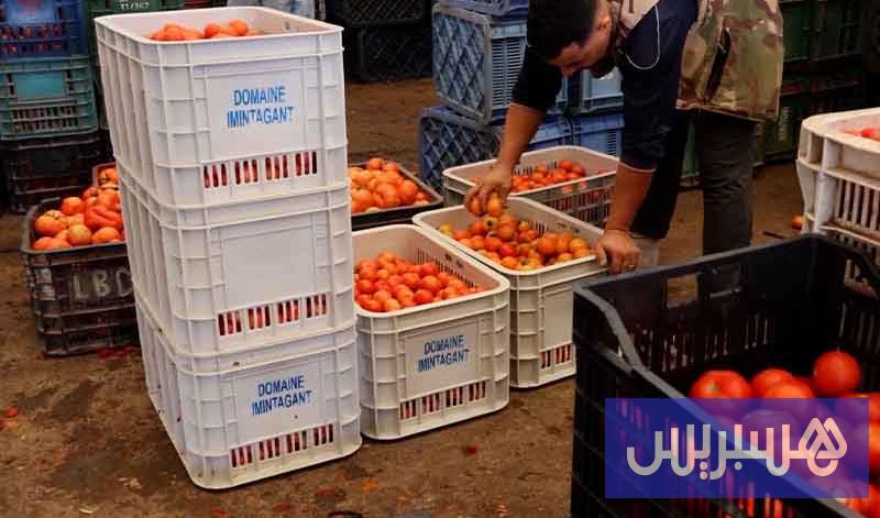 غلاء الأسعار 16 الخضر بين الغلاء والجودة