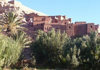 الصحراء تكتسي تدريجيا حلة خضراء بالمغرب