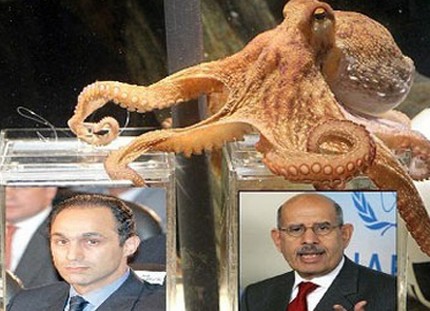 الأخطبوط بول يختار البرادعي رئيساً لمصر