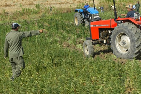 الخياري: مستفيدُون من تجارة الكيف يغلّطون مزارعين وصحفيّين