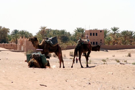 الجفاف ونحر الجِمال يهددان إبل "محاميد الغزلان" بالانقراض