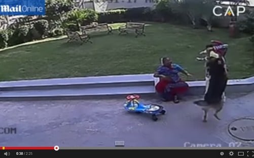 بالفيديو.. لقطات مروعة للحظة إنقاذ طفل لشقيقته من أنياب كلب