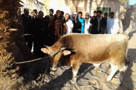 "عجل القبيلة" .. رمز الخصوبة في المخيال الشعبي بواحات المغرب