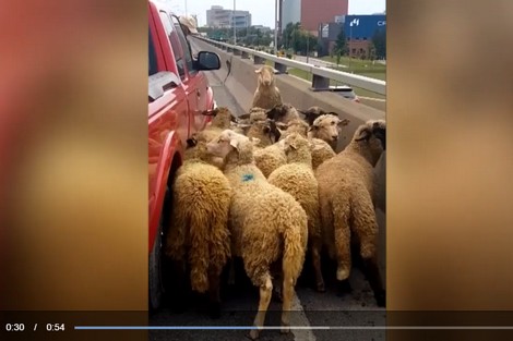 "خرفان العيد" تتجول على "أوطُورُوت مونتريال‎"
