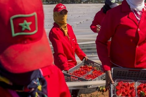 الخضر والفواكه المغربية تتسيد تموين الأسواق والموائد الاسبانية
