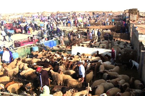 قبيل أسبوع من "العيد الكْبير" .. عرض الماشية يفوق الطلب بالداخلة