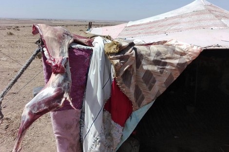 "العيد الكْبير" عند الرحل .. الأضحية لا تُجرح وقلبها لا يُؤكل