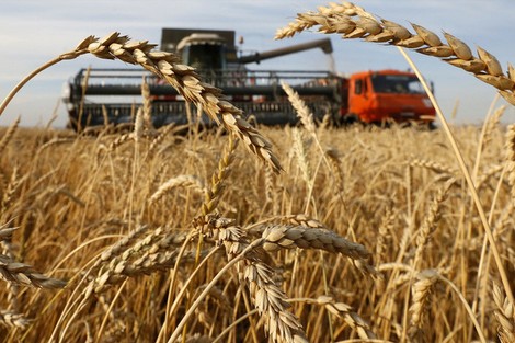 الحكومة المغربية تقرر إلغاء الرسوم الجمركية على القمح الروسي