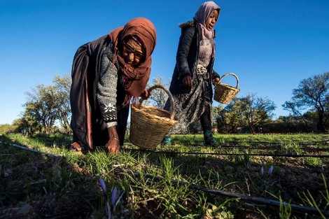 منتجو "الزعفران الحر" يحاربون التزييف لصون سمعة "الذهب الأحمر"