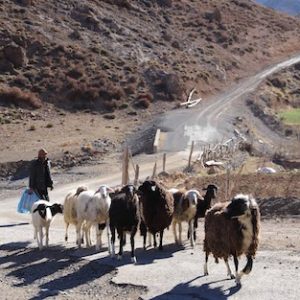 رحّل الجنوب الشرقي في زمن "كورونا" .. حياة بسيطة بطعم اليأس