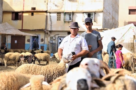 رئيس أكبر غرفة فلاحية بالمغرب يحذر من "كارثة إلغاء الأضحى"