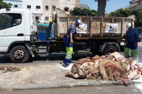 ضياع جلود أضاحي العيد يكبد المغرب خسائر بملايير السنتيمات