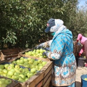 حلاوة جني التفاح تطرد "مرارة بطالة" مئات الشباب في إقليم ميدلت