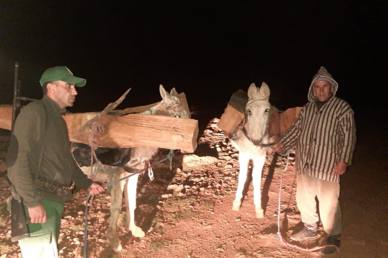 السلطات تتصدى لنهب الثروة الغابوية بميدلت