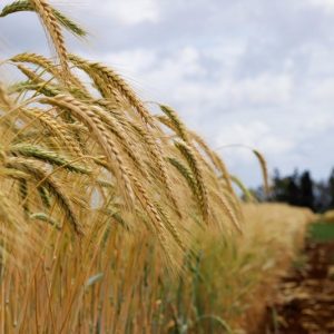 الماء والقطيع يحملان توقعات بمكاسب استثنائية لصالح الفلاحة المغربية