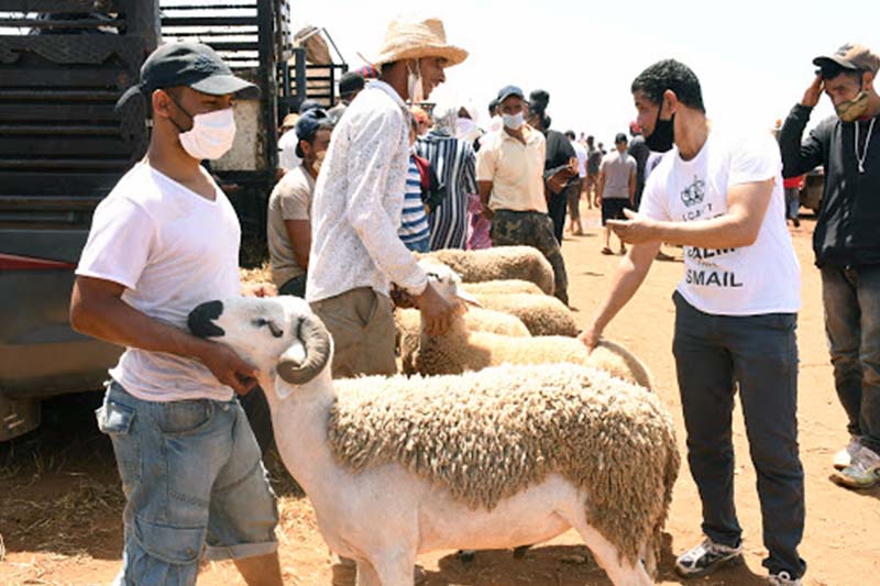 "الشناقة" وغلاء الأضاحي