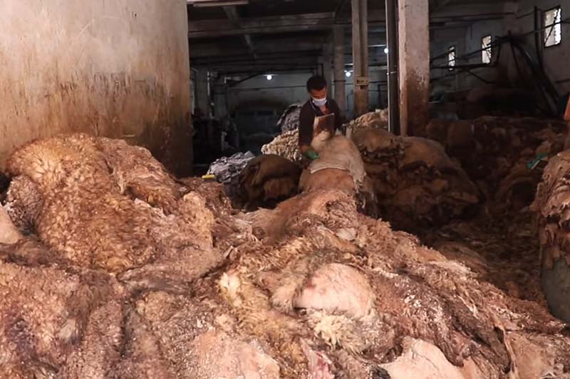 خسائر صناعة الجلد في العيد