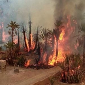 حريق مهول يلتهم 2500 شجرة نخيل بواحة "تمزموط" ضواحي إقليم زاكورة
