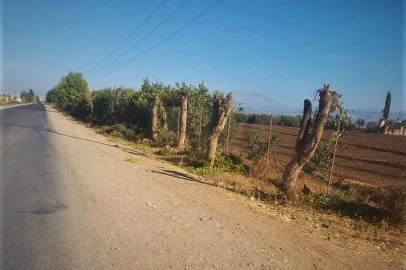 حقوقيون يدينون قطع أشجار في أولاد بورحمون