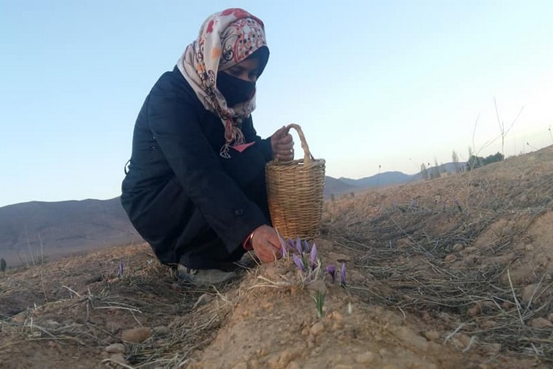 نساء الزعفران ببولمان يتطلعن إلى معارض تضامنية لتسويق المنتجات المحلية