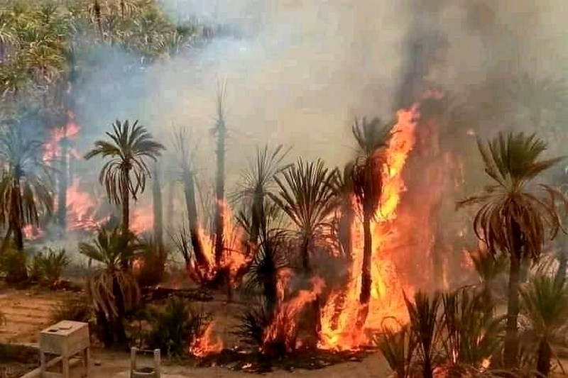 هذه خطة وزارة الفلاحة لتجاوز تداعيات حرائق الواحات في الجنوب الشرقي
