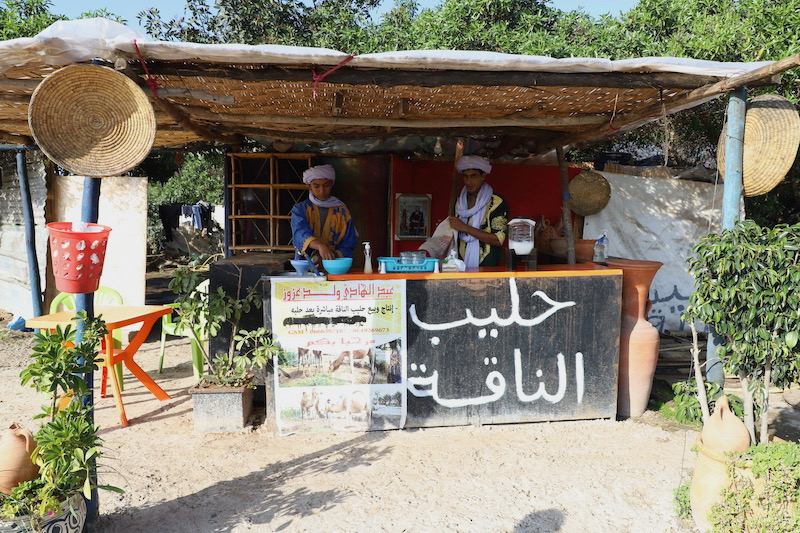 من الريصاني إلى بوزنيقة .. ترويج حليب الناقة يغري زبناء مغاربة