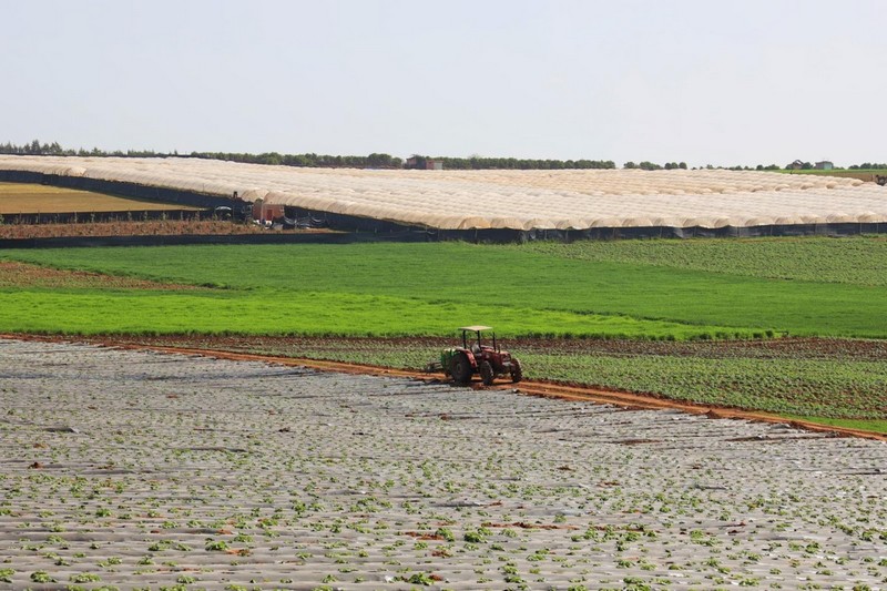 أمطار متأخرة تبشر بإنقاذ الزراعة وتخفيض أسعار مواد غذائية بالمغرب