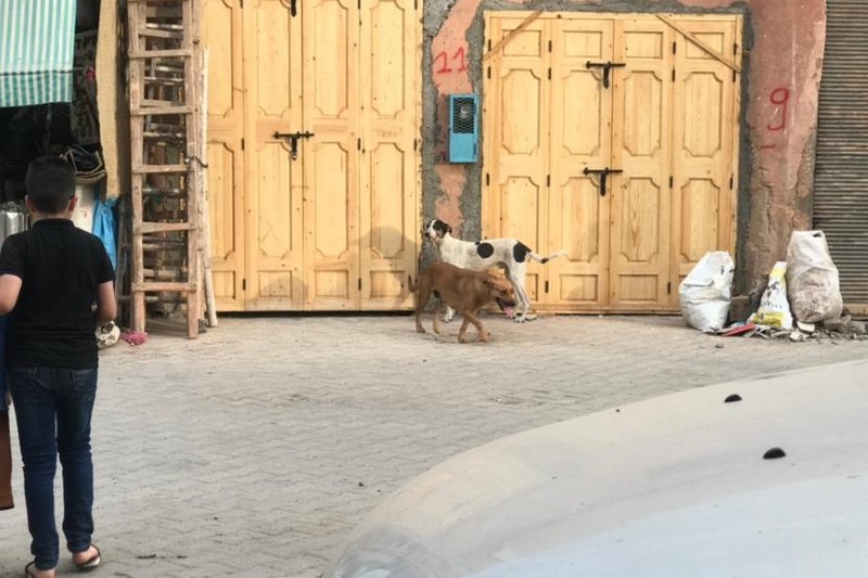 الكلاب الضالة تجلب تذمر ساكنة مراكش