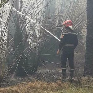 حريق يلتهم النخيل في واحة المعاضيد