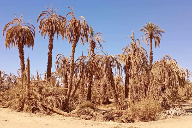 دراسة ترصد تبعات الجفاف على المساحات المزروعة بواحات درعة