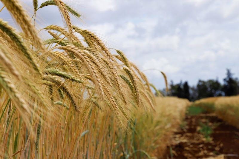 تعبئة مليون هكتار ودعم الأسمدة يضمنان تقليص استيراد المغرب للحبوب