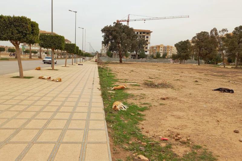 الكلاب الضالة تؤرق ساكنة وجدة .. والمسؤولون يعدون بإطلاق الإخصاء