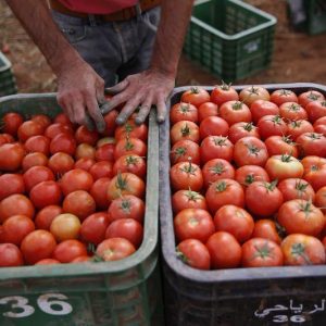 ارتفاع جديد لأسعار الطماطم يتأرجح بين تبريرات المنتجين وشكاوى المستهلكين
