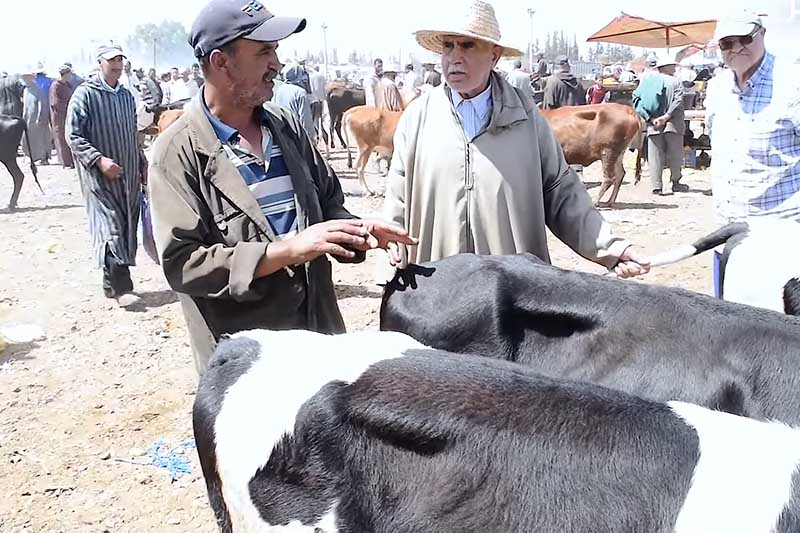 الإقبال على إقتناء الأبقار