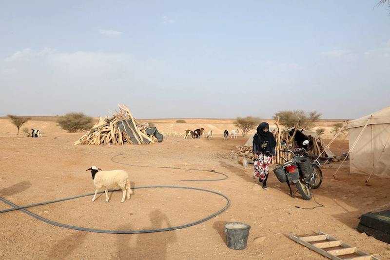 هكذا يعيش رعاة الإبل بصحاري المملكة