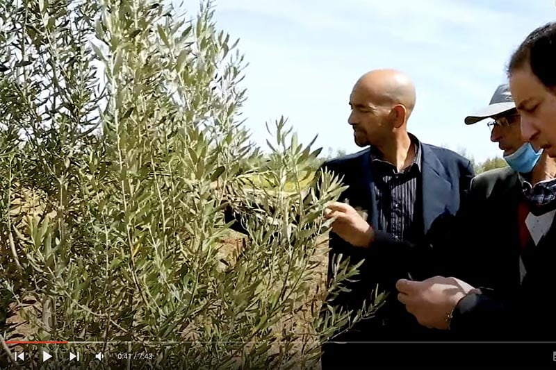 الزيتون بإقليم الخميسات