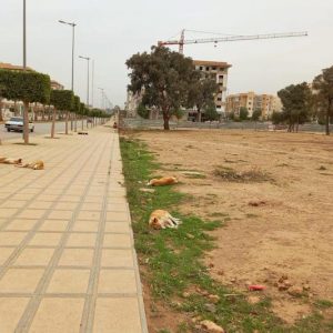 الكلاب الضالة تنتشر في جماعات المحمدية