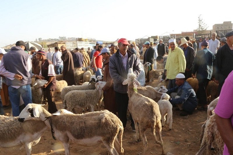 نشطاء ينادون بتأمين أسواق بيع الأضاحي