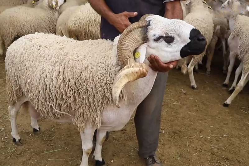 أسعار خروف "الصردي"