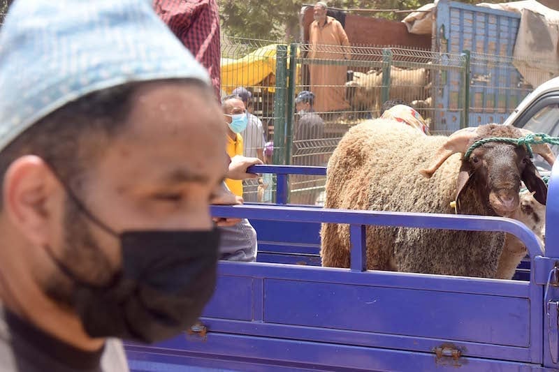 وزير الفلاحة يتهم وسطاء بالوقوف وراء الزيادة في أسعار أضاحي العيد