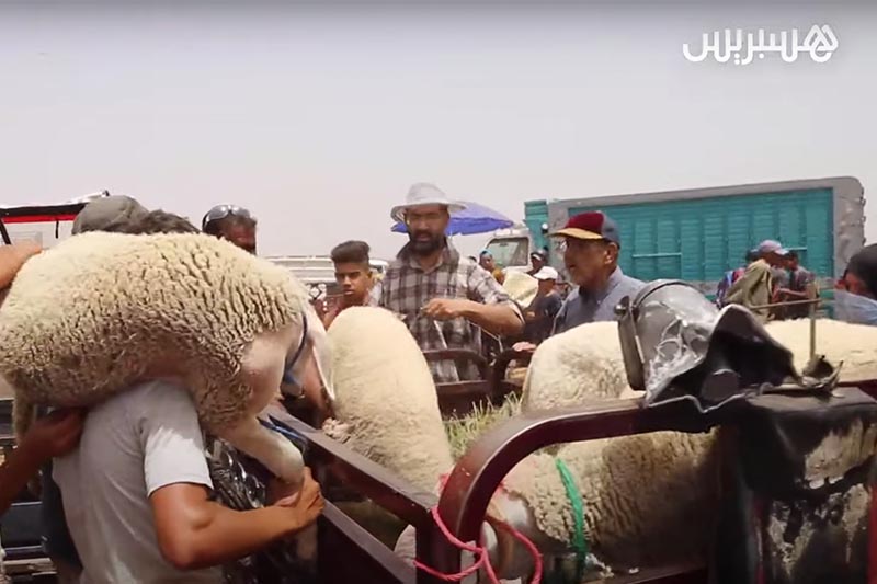استياء أصحاب ''التريبورتور"